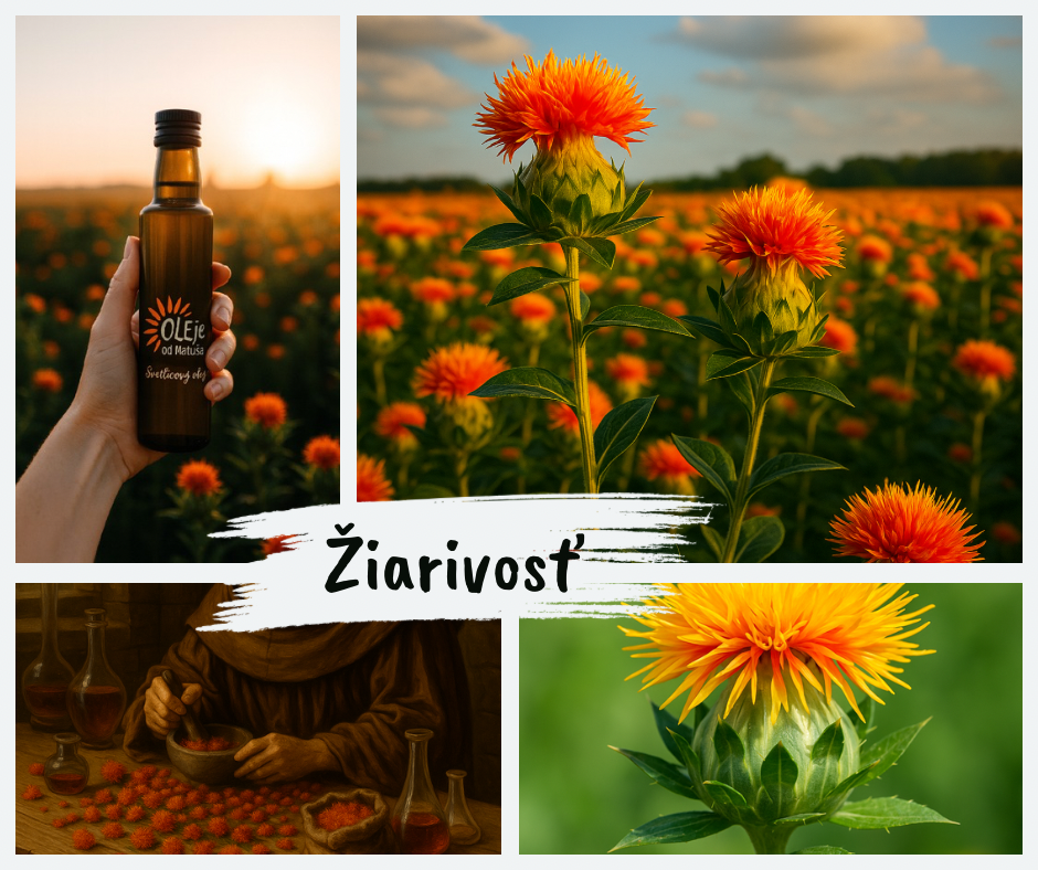 Svetlicový olej – zabudnutý poklad s históriou a moderným využitím