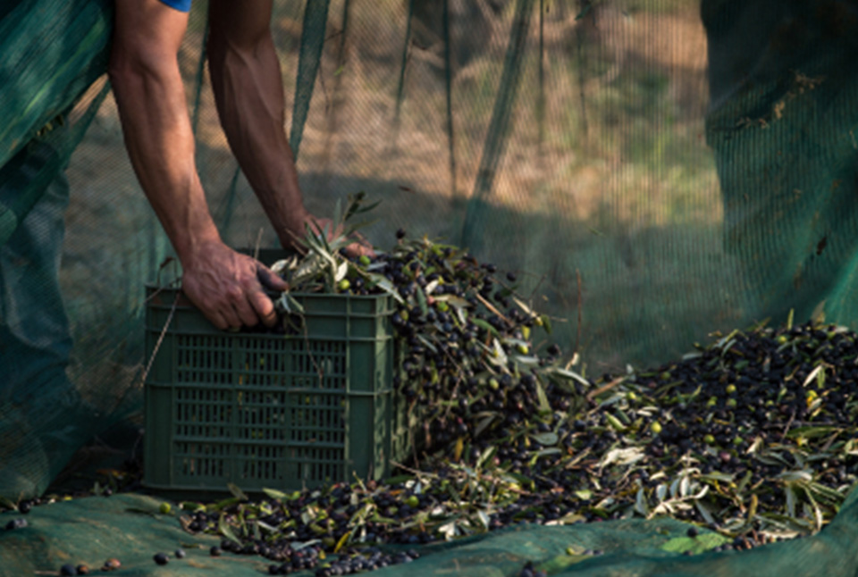 "Acidita len 0,18 %"