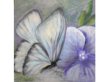 Motýlek / Butterfly