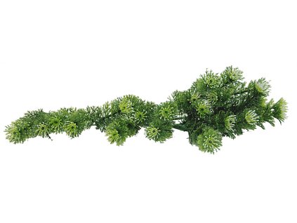 Lucky Reptile Turtle Plants Horn Fern cca 40 cm 19122025143036772