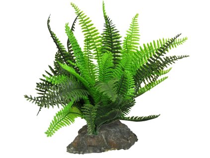 Lucky Reptile Fern cca 25 cm