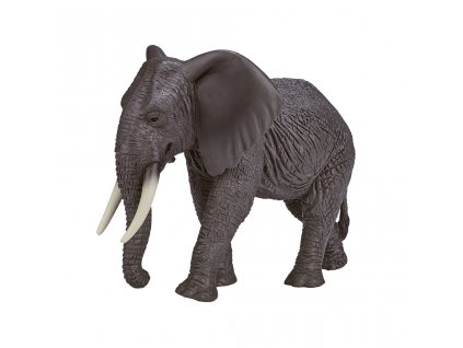 Mojo Slon africký