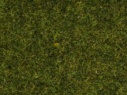 NCH08312 HL