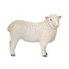 Mojo Ovce romney marsh