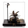 RoboTime 3D mechanické puzzle modelu Roháč obecný