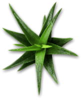 aloe-vera_250x_small