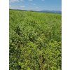 507 1 oregano 35g