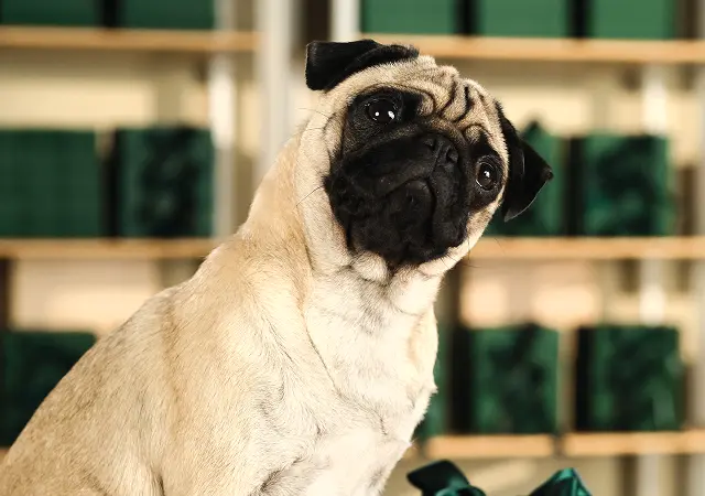 Pes v ateliéru během natáčení TV spotu