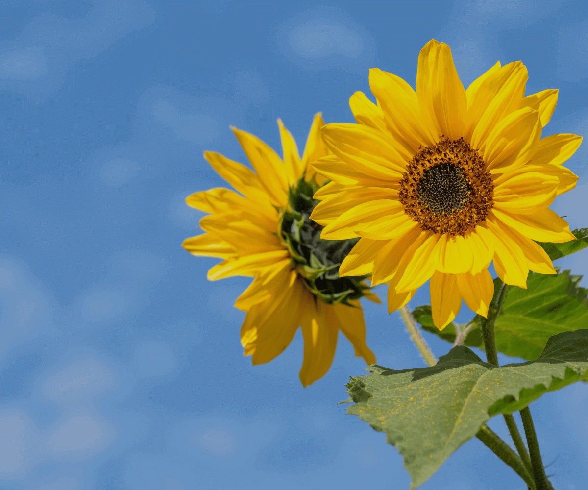 Květomluva: Jak nejlépe vyjádřit pocity?