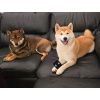 Stříbrné náušnice na šroubek SHIBA