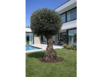 ChatGPT Image 11. 3. 2026, 13 51 32