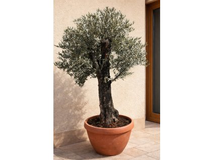 ChatGPT Image 13. 3. 2026, 10 28 23