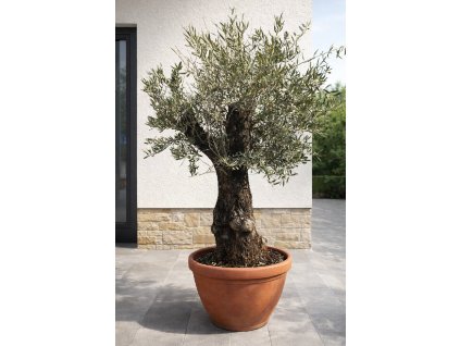 ChatGPT Image 13. 3. 2026, 10 29 17