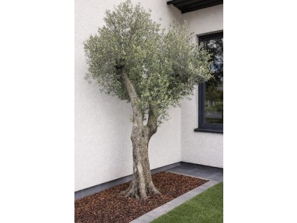 ChatGPT Image 13. 3. 2026, 11 04 43