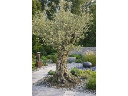 ChatGPT Image 23. 3. 2026, 18 52 48