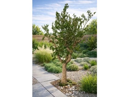 ChatGPT Image 25. 3. 2026, 13 20 25