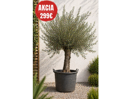 DCE30E1A 35EC 4741 BCCD 218BF8A9189E