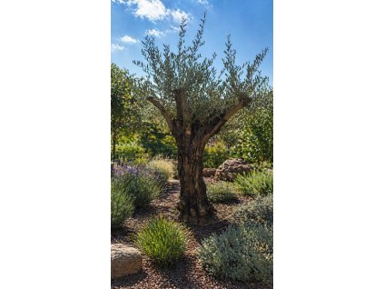 ChatGPT Image 23. 4. 2026, 12 22 43