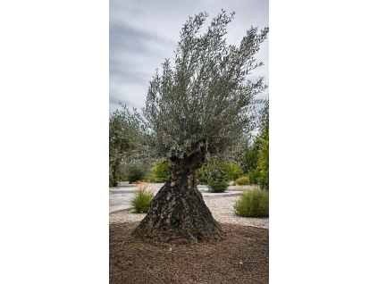 ChatGPT Image 23. 4. 2026, 12 47 50
