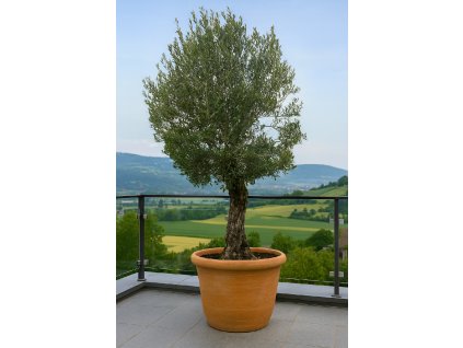 ChatGPT Image 11. 12. 2025, 15 43 46