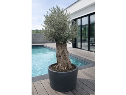 ChatGPT Image 18. 12. 2025, 11 15 02