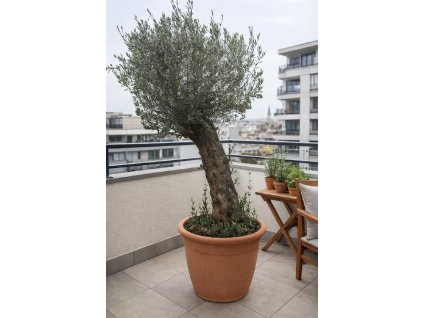 ChatGPT Image 16. 12. 2025, 11 07 52