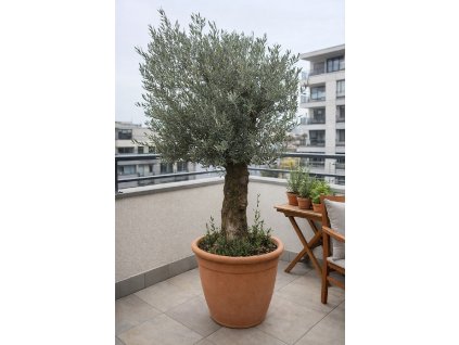 ChatGPT Image 16. 12. 2025, 11 16 04