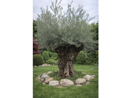 ChatGPT Image 16. 12. 2025, 11 40 45