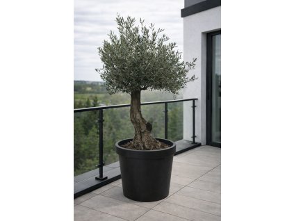 ChatGPT Image 18. 12. 2025, 10 35 17