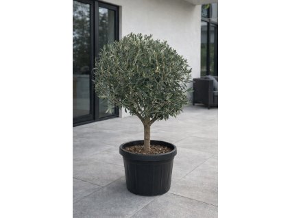 ChatGPT Image 22. 1. 2026, 12 32 45