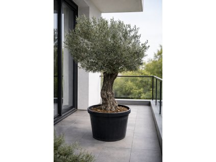 ChatGPT Image 26. 1. 2026, 12 36 30