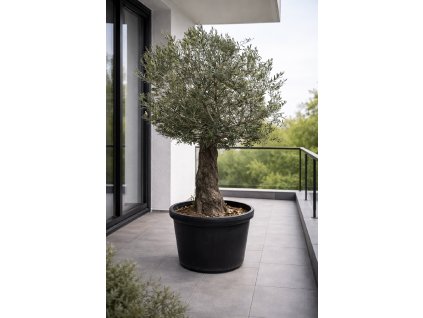 ChatGPT Image 26. 1. 2026, 12 41 04