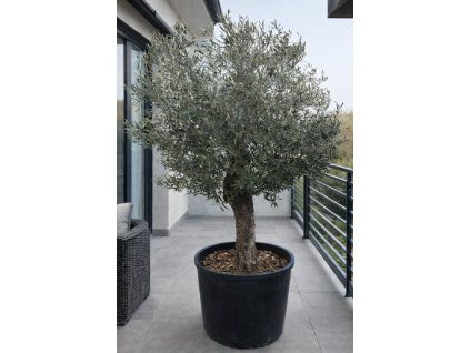 ChatGPT Image 26. 1. 2026, 12 58 18