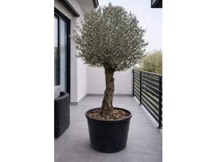 ChatGPT Image 26. 1. 2026, 13 01 31