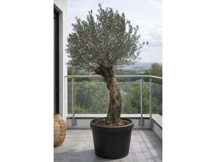 ChatGPT Image 27. 1. 2026, 11 26 44