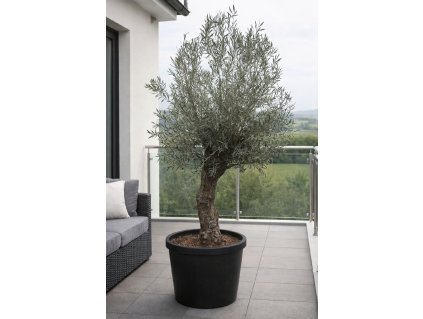 ChatGPT Image 27. 1. 2026, 11 52 20