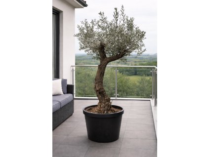 ChatGPT Image 27. 1. 2026, 11 53 35