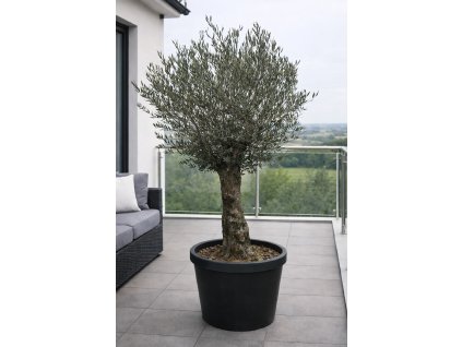 ChatGPT Image 27. 1. 2026, 12 05 50