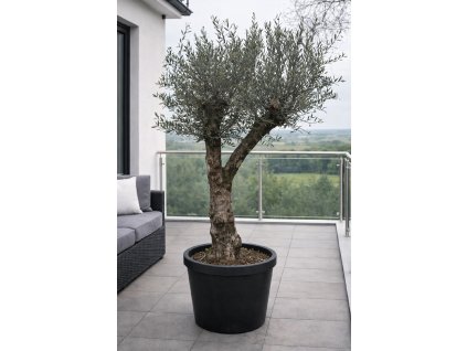 ChatGPT Image 27. 1. 2026, 12 08 40