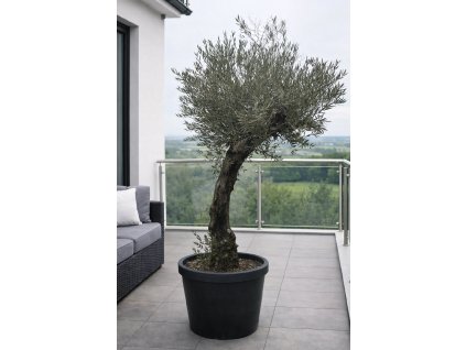 ChatGPT Image 27. 1. 2026, 12 24 40