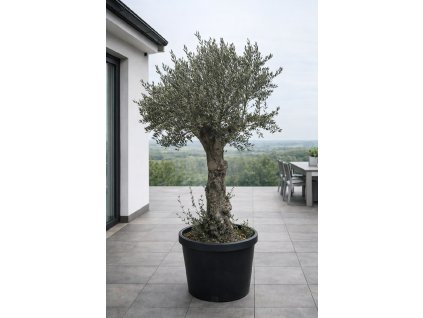 ChatGPT Image 27. 1. 2026, 12 33 14