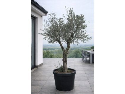 ChatGPT Image 27. 1. 2026, 12 35 10