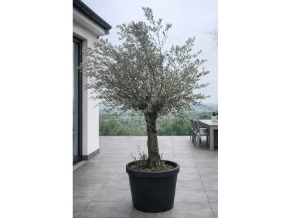 ChatGPT Image 27. 1. 2026, 12 38 26