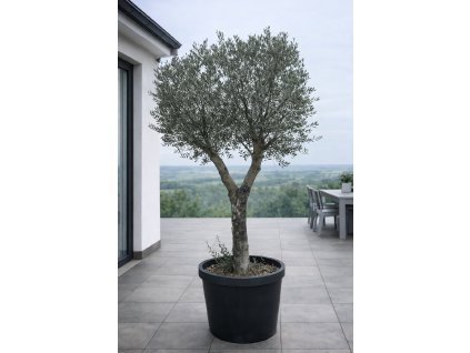 ChatGPT Image 27. 1. 2026, 12 43 02