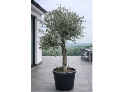 ChatGPT Image 27. 1. 2026, 12 45 12