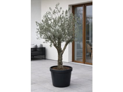 ChatGPT Image 27. 1. 2026, 13 19 46