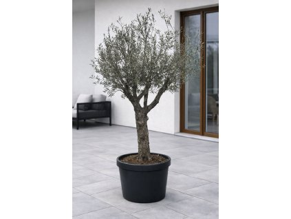 ChatGPT Image 27. 1. 2026, 13 27 50