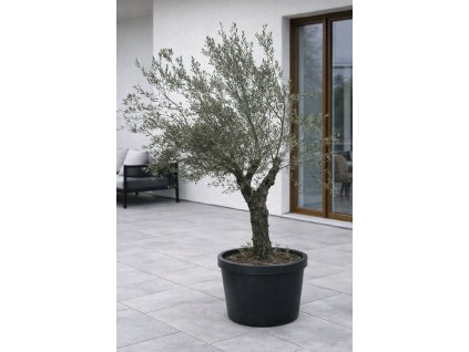 ChatGPT Image 27. 1. 2026, 13 30 00