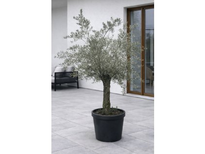 ChatGPT Image 27. 1. 2026, 13 36 05