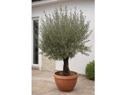 ChatGPT Image 29. 1. 2026, 11 37 56